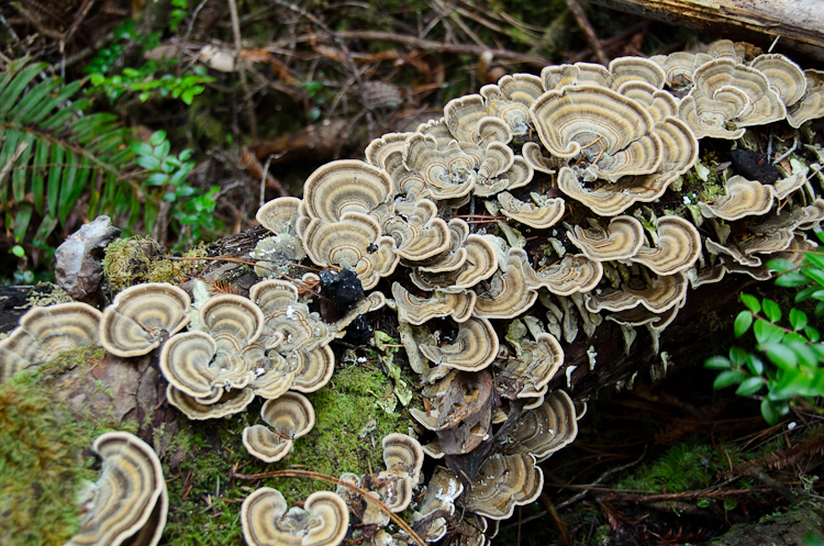 Wild Mushroom Season Chart