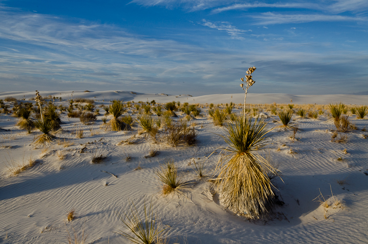 A Yucca Plant at White Sands National Monument White Sands National Monument