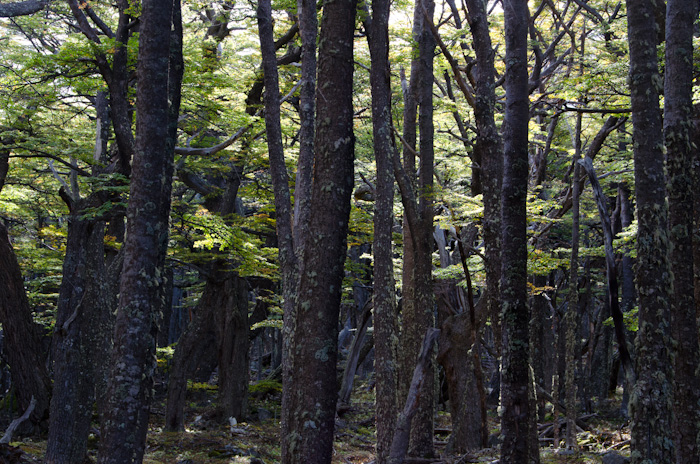 Light Pierces the Lenga Forest, Torres del Paine, Chile Light Pierces the Lenga Forest, Torres del Paine, Chile
