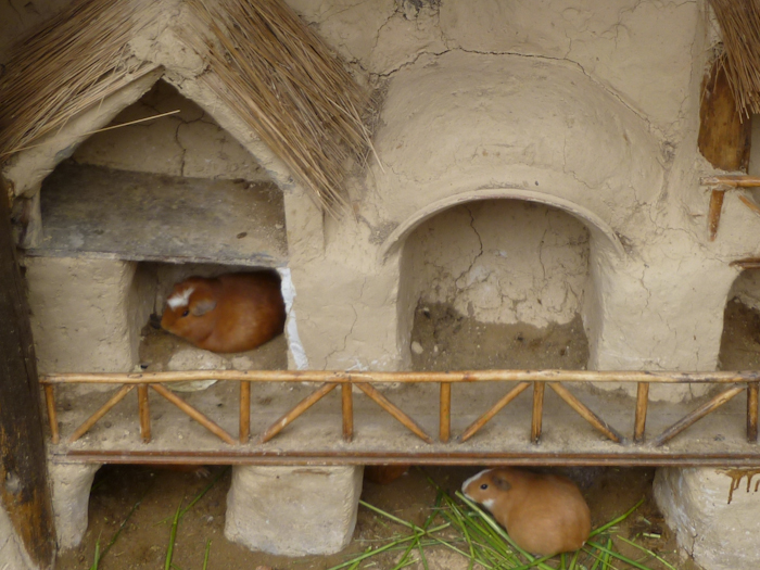 Guinea pig enclosure Guinea pig enclosure