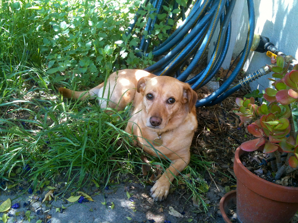 Posey Dog Posey Dog
