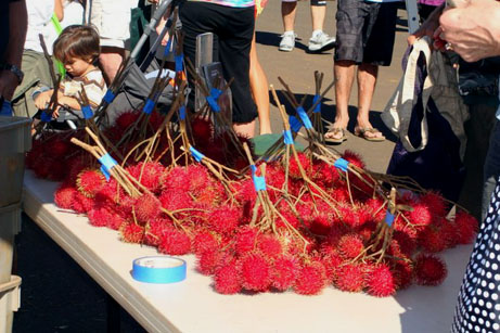 Rambutan - Fruit of Hawaii