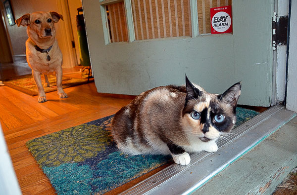 how to find a pet sitter when you travel ever in transit looking for a pet sitter