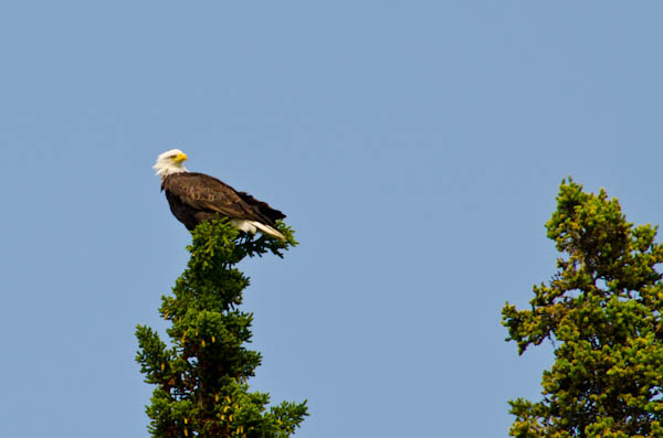Bald Eagle in Alaska Bald Eagle in Alaska