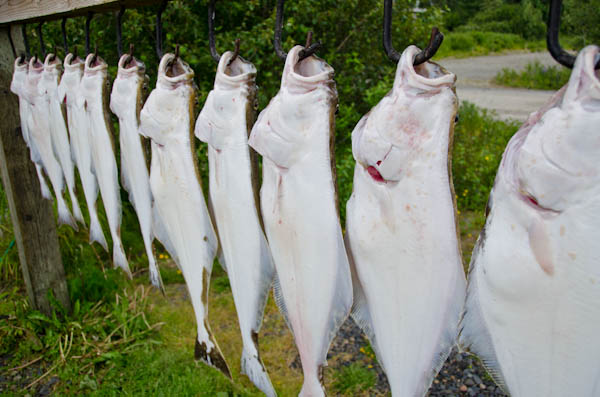 Fish we caught in Alaska Fish we caught in Alaska