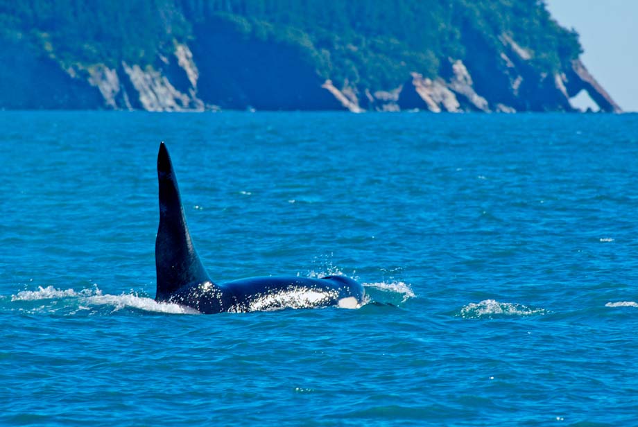 Orca, Kenai Fjords National Park, Alaska Orca, Kenai Fjords National Park, Alaska