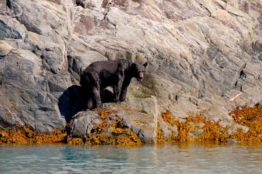 Alaskan Black Bear Alaskan Black Bear