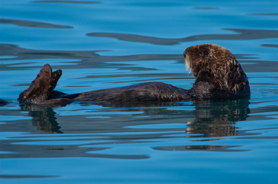 A sea otter relaxes in the calm bay waters, Alaska A sea otter relaxes in the calm bay waters, Alaska