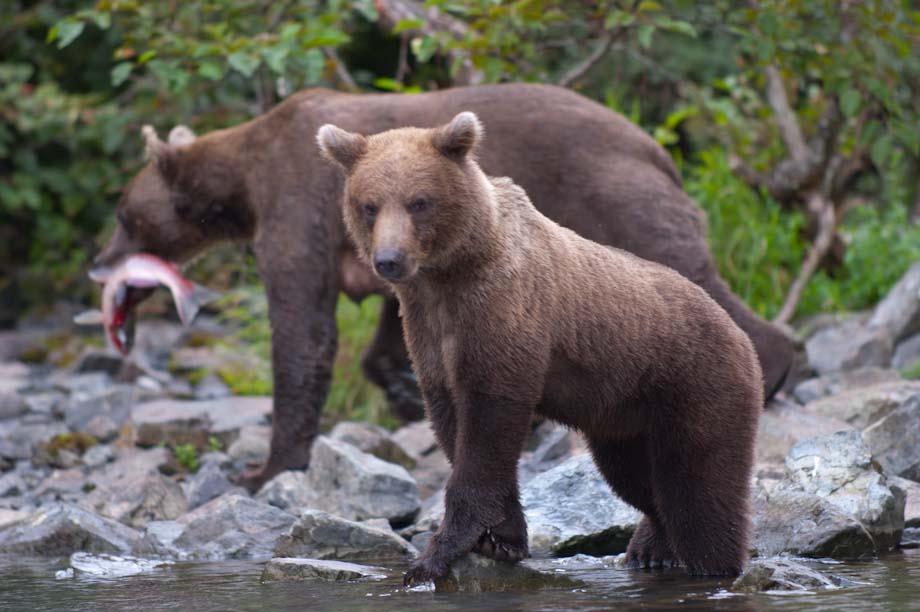 Alaskan Brown Bear female with cub Alaskan Brown Bear female with cub