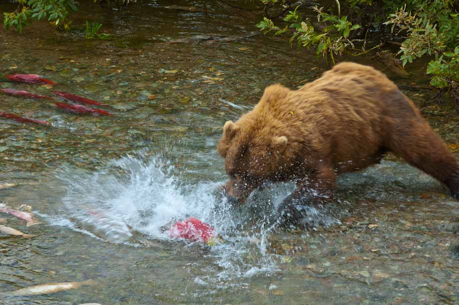 Alaskan Brown Bear catches her dinner Alaskan Brown Bear catches her dinner