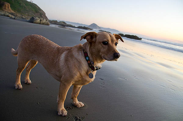 Traveling with your dog - My dog at Morro Beach Traveling with your dog - My dog at Morro Beach