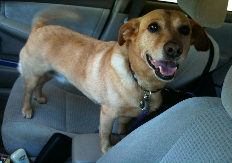 traveling with your dog: photo of my dog in the car traveling with your dog: photo of my dog in the car