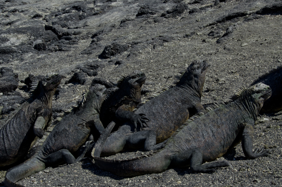 galapagos-fernandina-iguanas galapagos-fernandina-iguanas