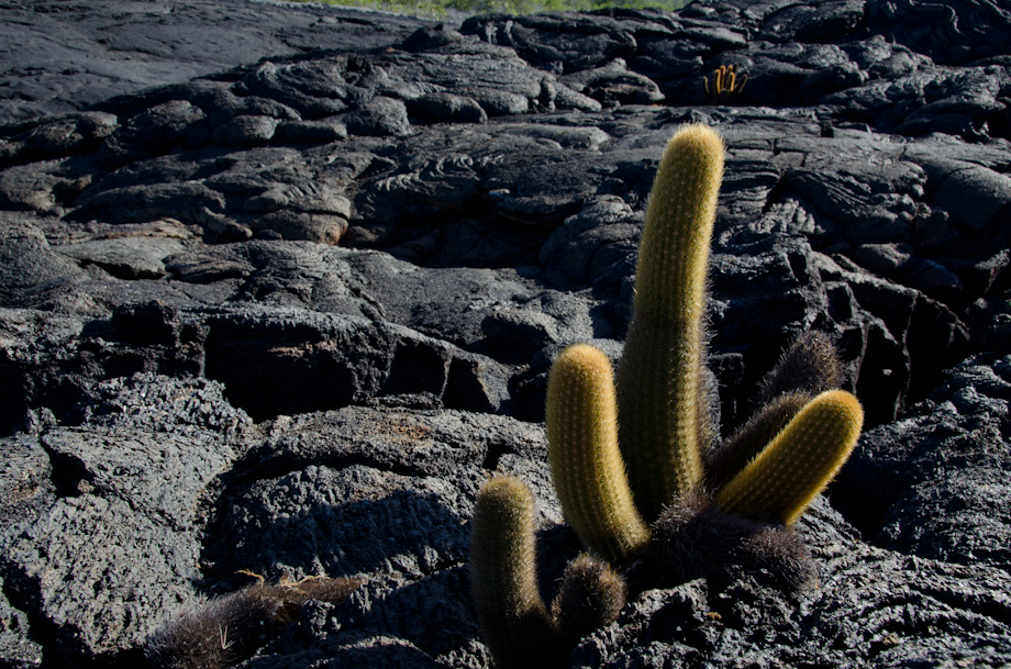 galapagos-fernandina-lava galapagos-fernandina-lava