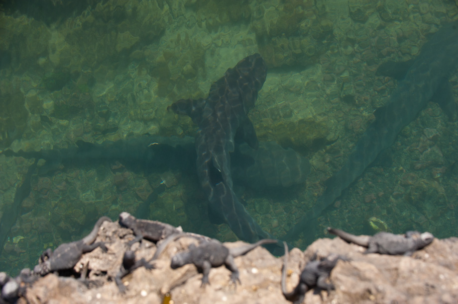 galapagos-isabela-sharks galapagos-isabela-sharks