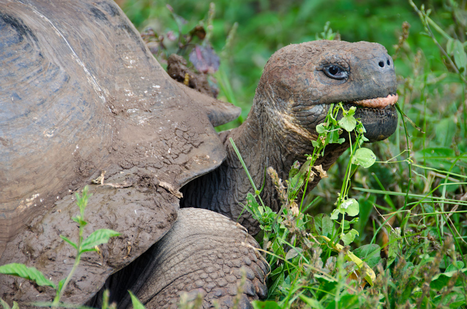 galapagos-santa-cruz-tortoise galapagos-santa-cruz-tortoise