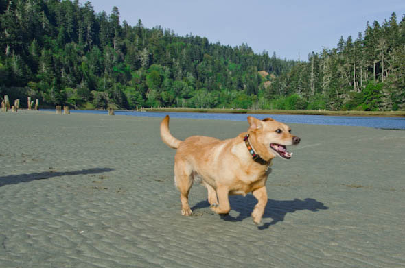 Dog-friendly Mendocino County Dog-friendly Mendocino County