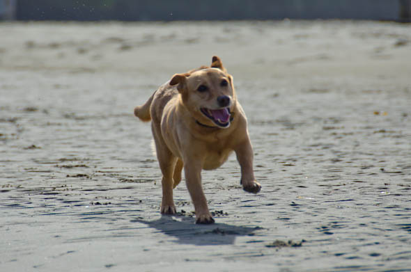 dog-friendly mendocino dog-friendly mendocino
