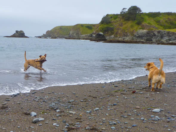 noyo off leash dog beach fort bragg noyo off leash dog beach fort bragg