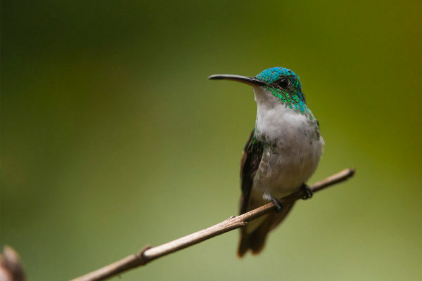hummingbirds of mindo ecuador ever in transit hummingbirds of mindo ecuador ever in transit