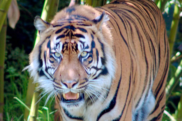 Tiger at the San Francisco Zoo Tiger at the San Francisco Zoo