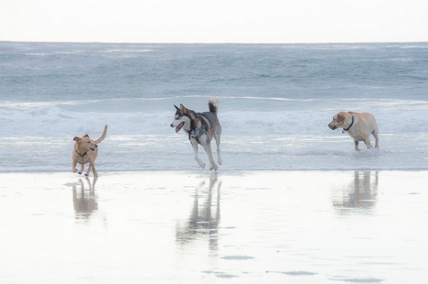 friendly beaches california by the sea the best friendly in california in transit friendly beaches california by the sea the best friendly in california in transit