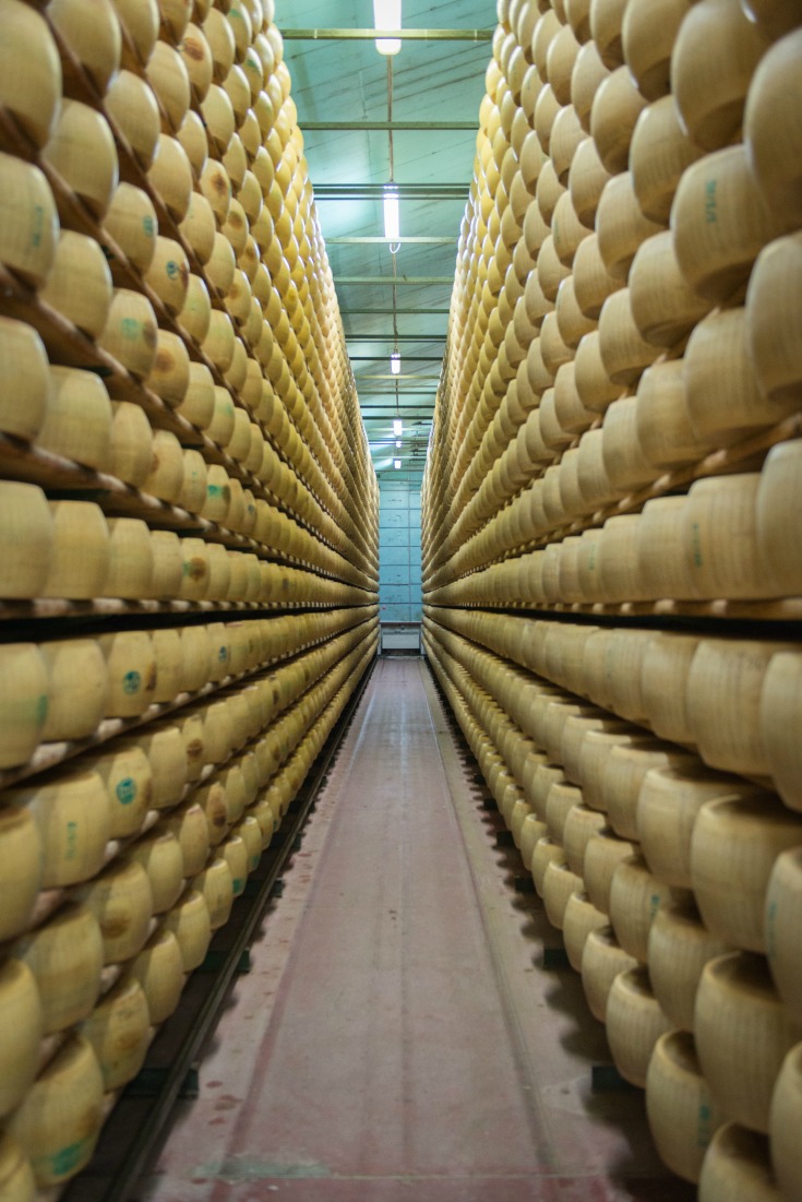 Giant Wheels of Parmigiano Reggiano Cheese in Modena, Italy Ever In