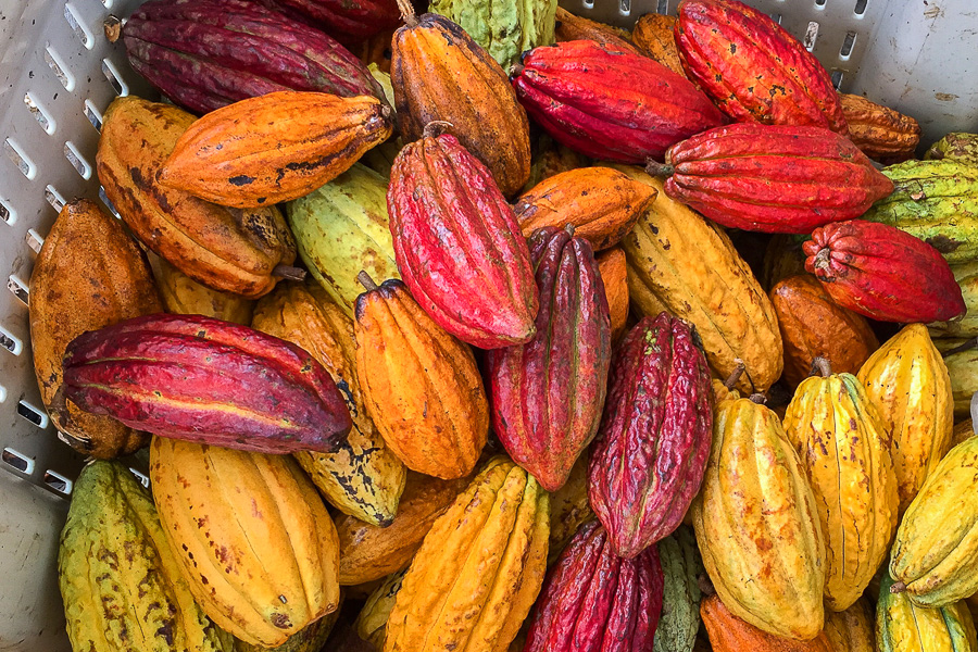 From Tree To Bar on the Big Island Visiting a Chocolate Farm in Hawaii Ever In Transit