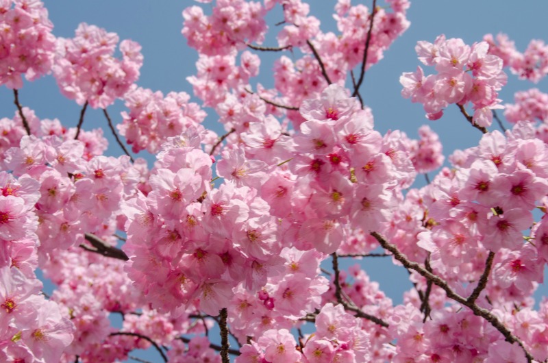 Finding Cherry Blossoms In Tokyo S Ueno Park Ever Transit Cherry Blossoms In Tokyo Ueno Park