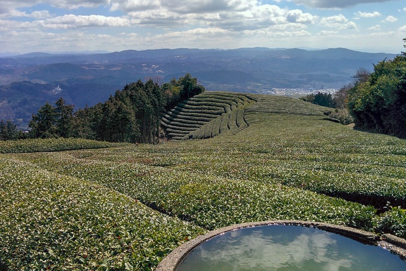 A Day in Japanese Tea Country Visiting a Tea Farm Near Kyoto, Japan
