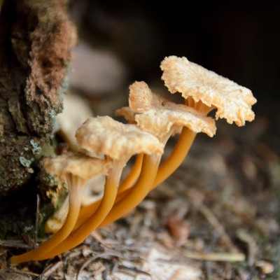 Hunting Mushrooms on the California Coast (and Living to Tell the Tale)