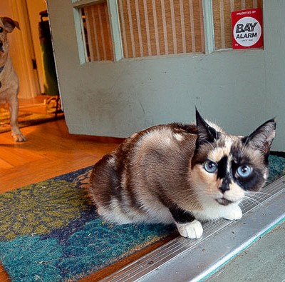 Why My Pets Are Making Me Broke