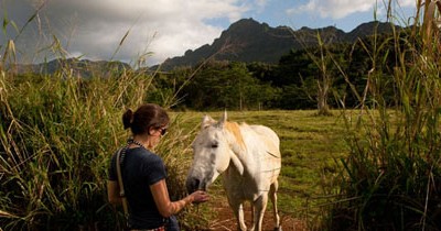Lone Horse on Kauai