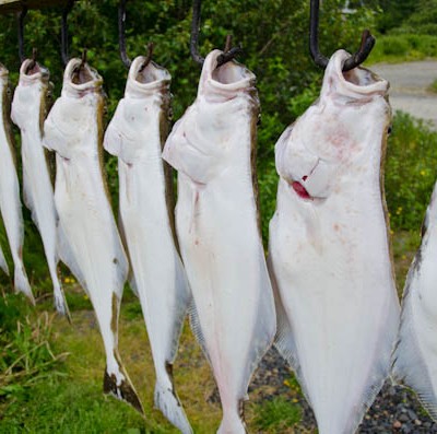 Alaska Update (Or, An Invite to Fish Dinner at Our Place)