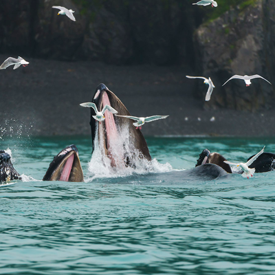 The Amazing Sights (and Smells) of Humpback Whales in Kenai Fjords
