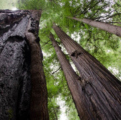 Feeling Small on The Avenue of the Giants