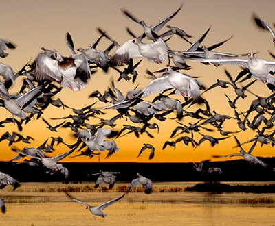 Freedom To Be Free