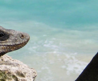 Why the Riviera Maya is the Perfect Destination