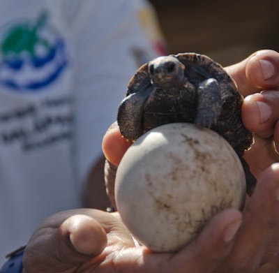 Giant Tortoise Conservation in the Galapagos Islands