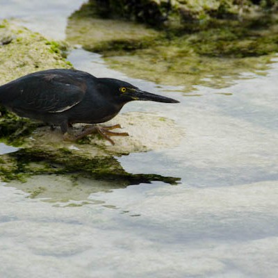 Galapagos Lava Heron Hunting