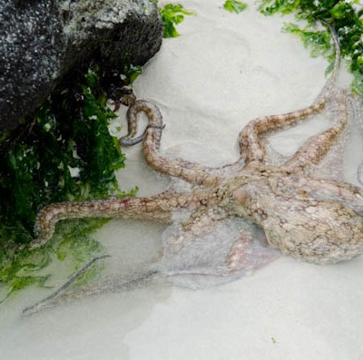 Galapagos Reef Octopus