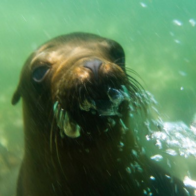 Guide to Galapagos Mammals