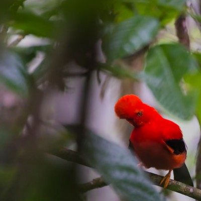 Finding the Andean Cock-of-the-Rock
