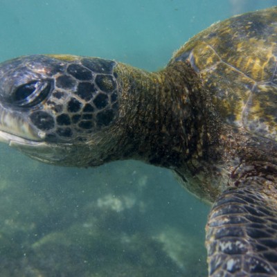 Snorkeling in the Galapagos Islands