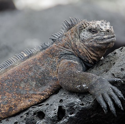 In Cold Blood: Galapagos Marine Iguanas