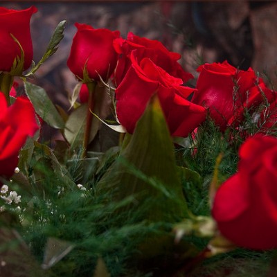 Where Do Long Stem Roses Come From?