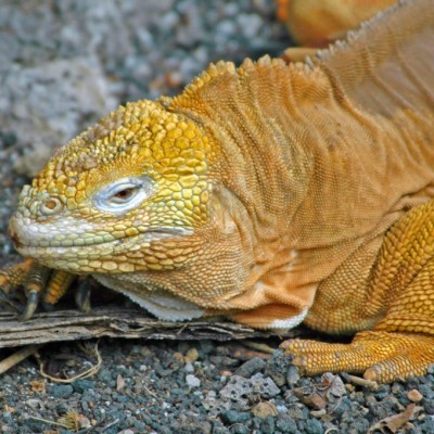 Guide to Galapagos Reptiles