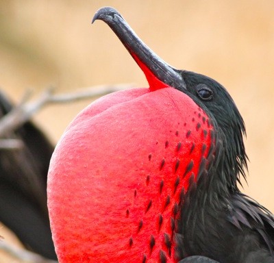 Guide To Galapagos Birds