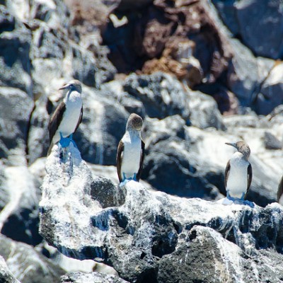 The Islands of Loreto: The Galapagos of North America