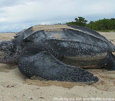 Be a California Sea Turtle Hero And Win a Trip to San Diego